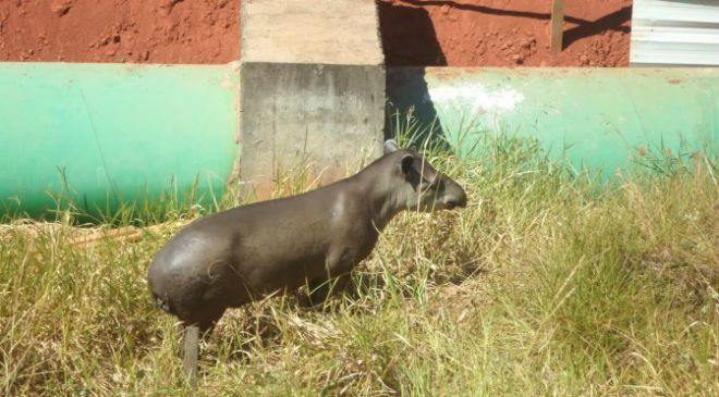 Anta capturada em empresa de Três Lagoas foi levada para o CRAS em Campo Grande Anta capturada em empresa de Três Lagoas foi levada para o CRAS em Campo Grande