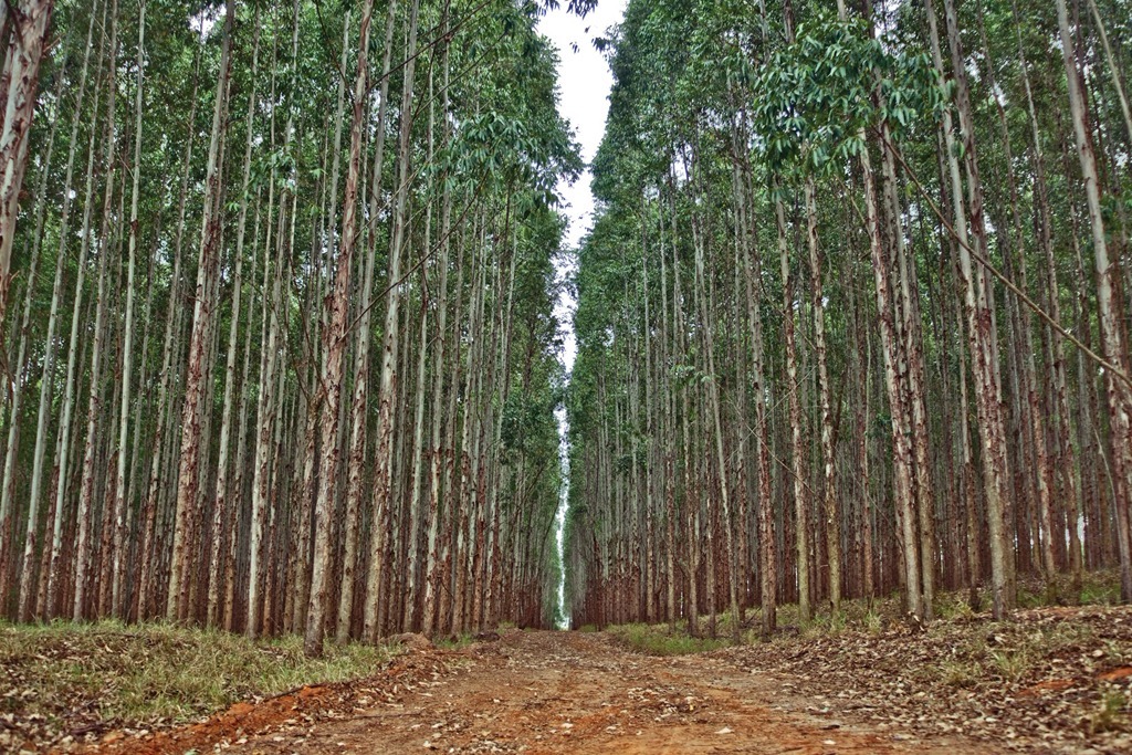 Três Lagoas é cidade com maior área plantada de eucaliptos, diz IBGE