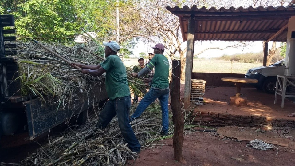 Agronegócio faz união com proprietários rurais para doação e plantação de cana-de-açúcar Agronegócio faz união com proprietários rurais para doação e plantação de cana-de-açúcar