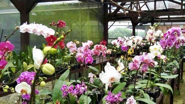 Orquidário Santa Ana traz novidades em orquídeas e adubos na Casa do Artesão Orquidário Santa Ana traz novidades em orquídeas e adubos na Casa do Artesão
