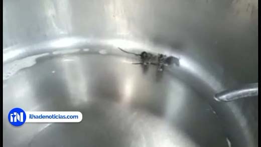 Ratos são encontrados em caldeira da Cozinha Piloto; Válvula aberta seria o motivo Ratos são encontrados em caldeira da Cozinha Piloto; Válvula aberta seria o motivo