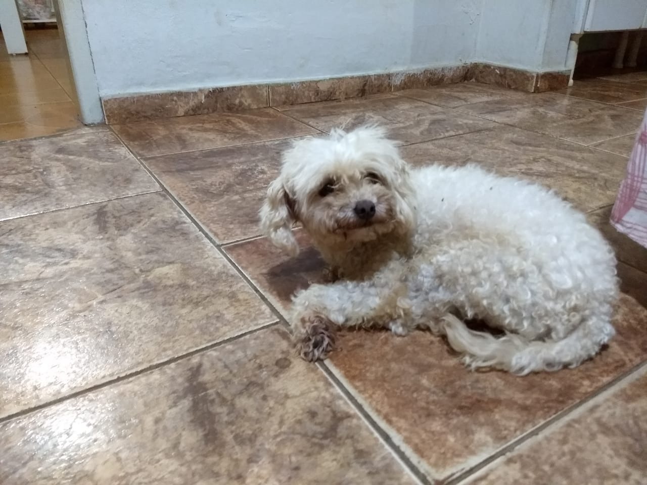Cachorra da raça Poodle é encontrada no bairro São Jorge