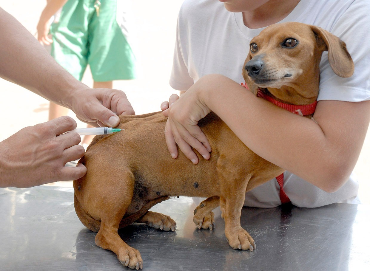 Mais de 6 mil cães e 1 mil gatos são vacinados contra a raiva