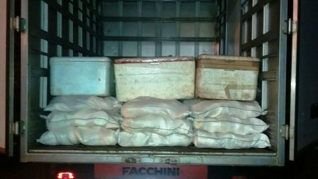 PRF apreende mais de 1 tonelada de queijo caipira impróprio para o consumo PRF apreende mais de 1 tonelada de queijo caipira impróprio para o consumo