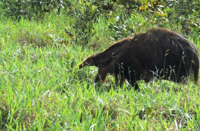 Onça parda e tamanduá-bandeira são avistados em fazenda de Três Lagoas