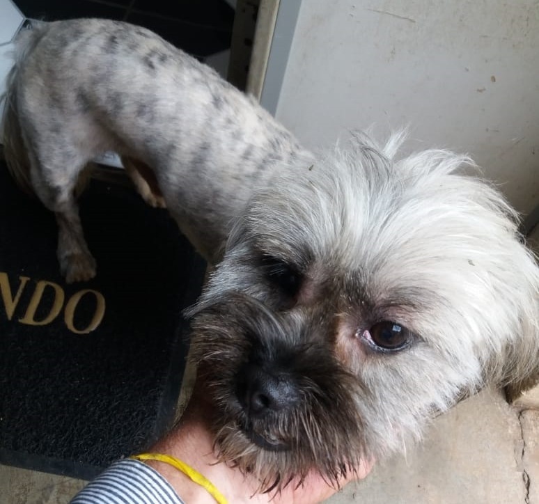 Cão é encontrado perdido no bairro Jardim Alvorada