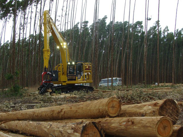 Eldorado terá financiamento do BNDES para plantio de florestas Eldorado terá financiamento do BNDES para plantio de florestas