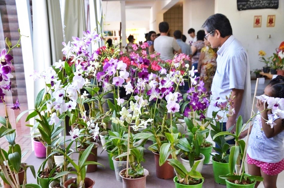 Nos dias 26 e 27 de outubro, o Orquidário Santa Ana fará exposição em Três Lagoas