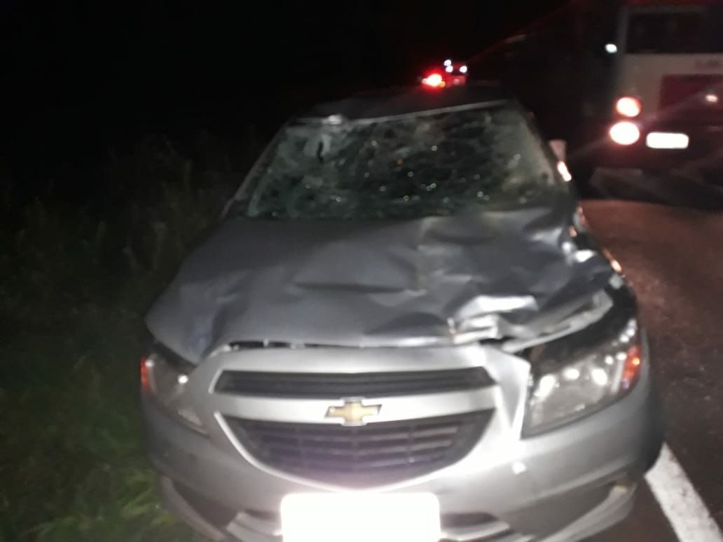 Cavalo solto na pista causa acidente na BR-262 Cavalo solto na pista causa acidente na BR-262