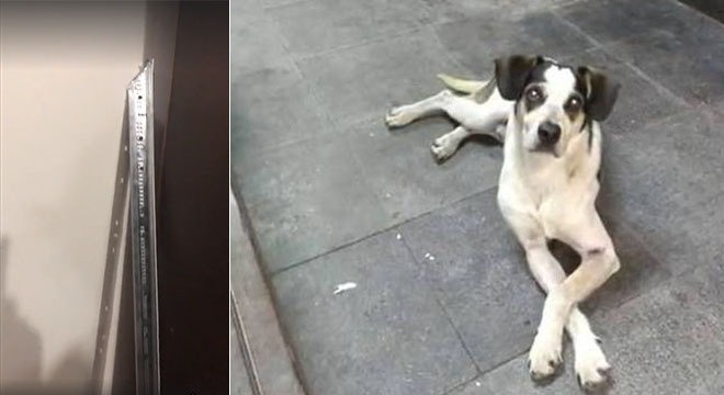 Cachorra morta foi agredida com barra de alumínio pontiaguda