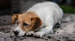 Abandono de animais preocupa população três-lagoense Abandono de animais preocupa população três-lagoense