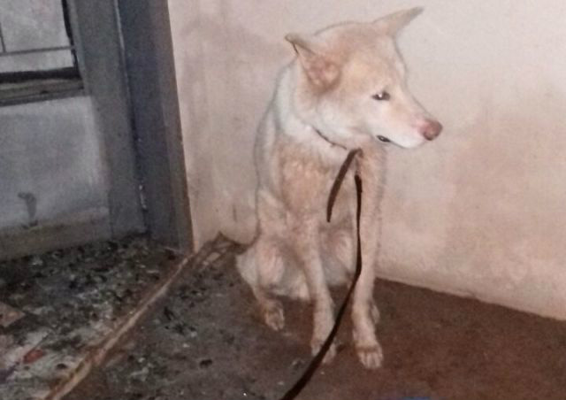 Bombeiros combatem incêndio  no bairro Vila Nova e salvam cachorro que estava na casa