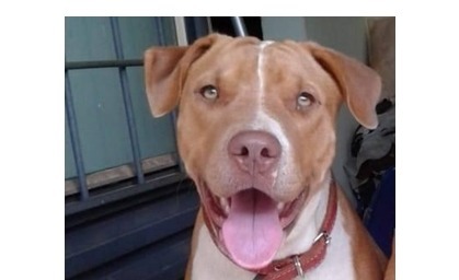 Cão se perde durante mudança entre Três Lagoas e Água Clara