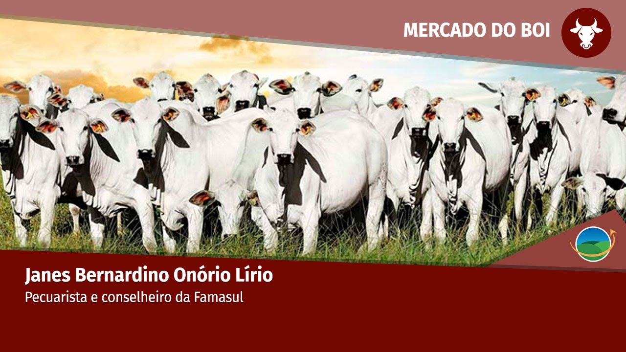 Falta de concorrência trava venda de de animais. JBS é responsável por 80% da demanda