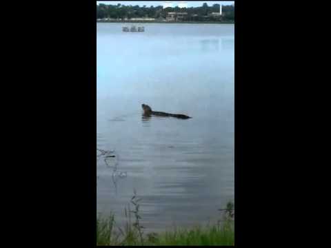 Internauta registra “Jacaré da Lagoa” tomando o “Café da Manhã”